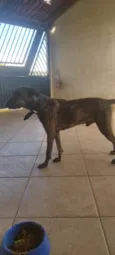 Pantero