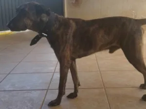 Cachorro raça SRD-ViraLata idade 5 anos nome Pantero