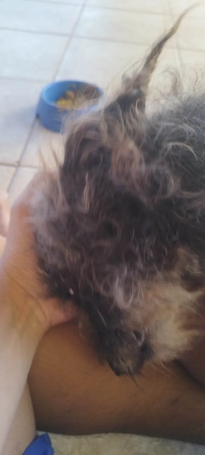 Cachorro ra a SRD-ViraLata idade 2 anos nome Kion 