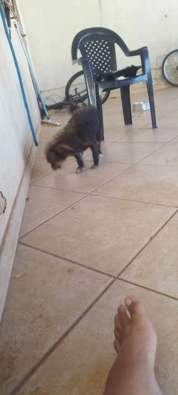 Cachorro ra a SRD-ViraLata idade 2 anos nome Kion 