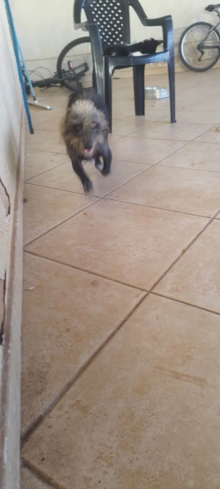 Cachorro ra a SRD-ViraLata idade 2 anos nome Kion 