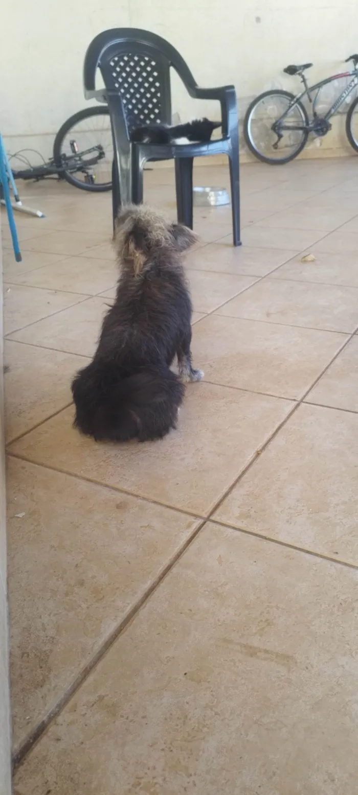 Cachorro ra a SRD-ViraLata idade 2 anos nome Kion 