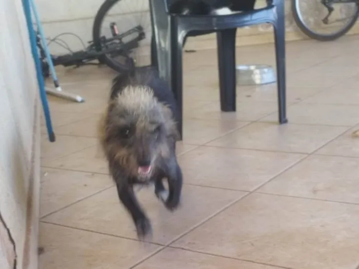Cachorro ra a SRD-ViraLata idade 2 anos nome Kion 