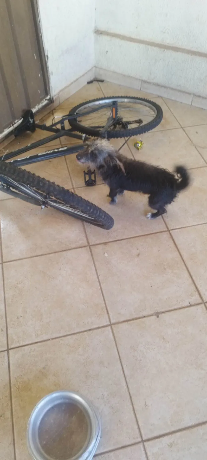 Cachorro ra a SRD-ViraLata idade 2 anos nome Kion 