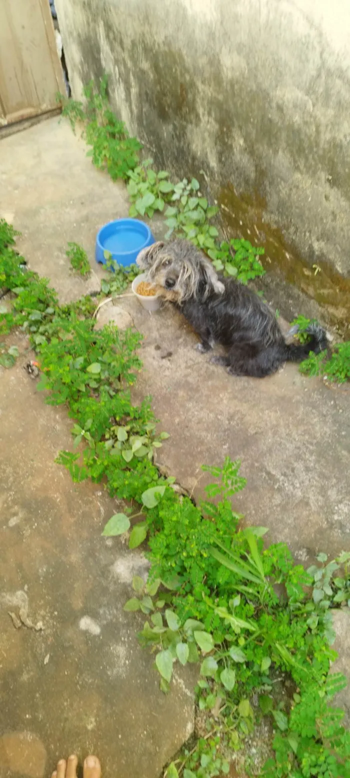 Cachorro ra a SRD-ViraLata idade 6 ou mais anos nome Miss Moon