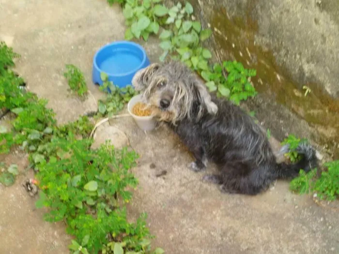 Cachorro ra a SRD-ViraLata idade 6 ou mais anos nome Miss Moon
