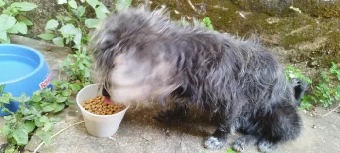 Cachorro ra a SRD-ViraLata idade 6 ou mais anos nome Miss Moon