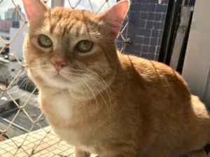 Gato raça SRD-ViraLata idade 1 ano nome Haru lindo demais e muito bonzinho 
