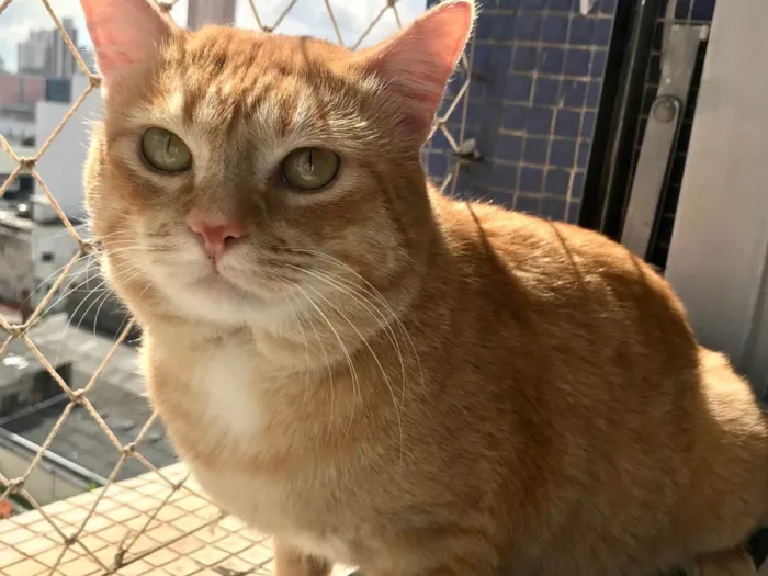 Gato raça SRD-ViraLata idade 1 ano nome Haru lindo demais e muito bonzinho 