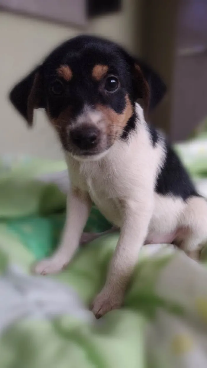 Cachorro ra a SRD-ViraLata idade Abaixo de 2 meses nome Mascara