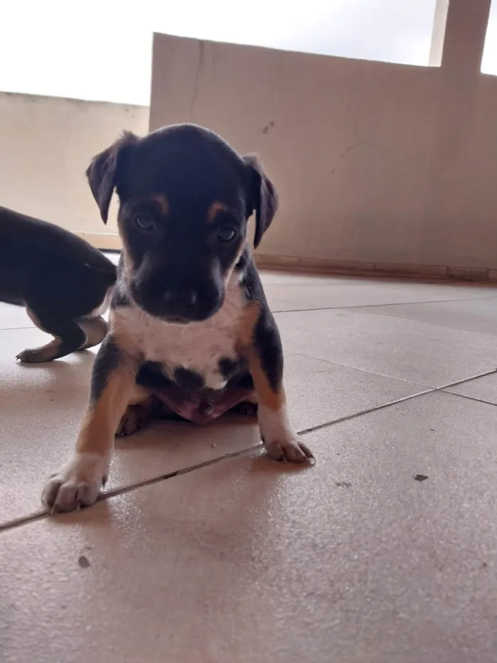 Cachorro ra a Indefinido idade Abaixo de 2 meses nome Espetinho