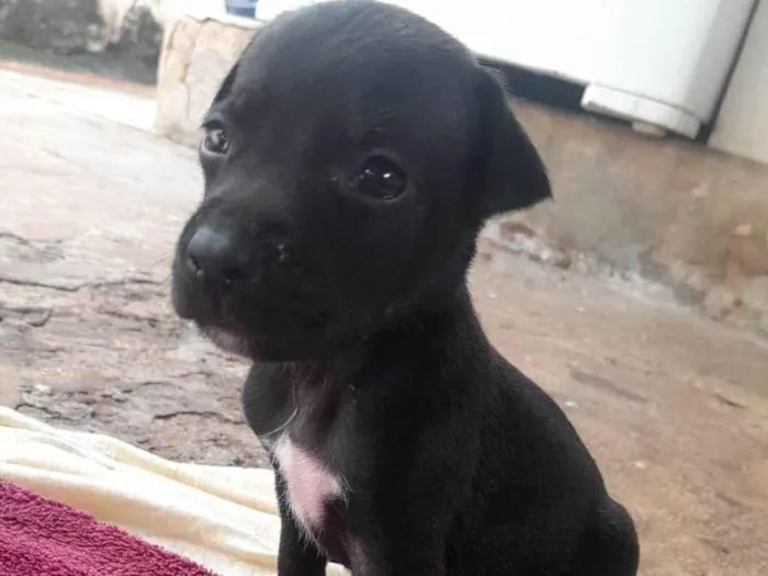 Cachorro ra a SRD-ViraLata idade 2 a 6 meses nome Billy