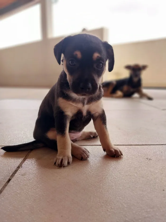 Cachorro ra a Indefinido idade Abaixo de 2 meses nome Jade