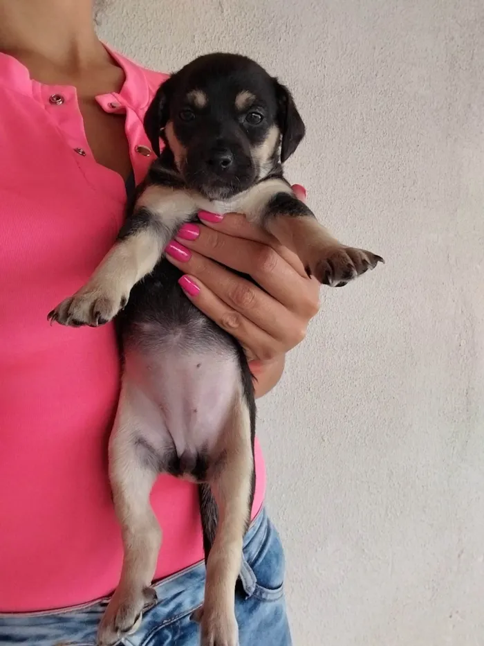 Cachorro ra a Indefinido idade Abaixo de 2 meses nome Jade