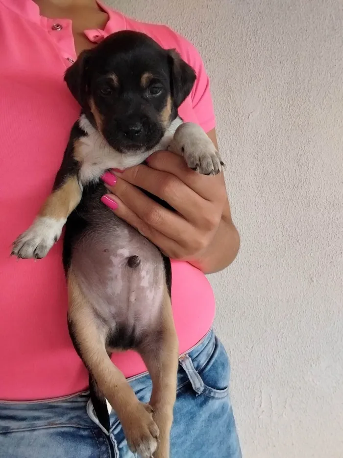 Cachorro ra a Indefinido idade Abaixo de 2 meses nome Espetinho