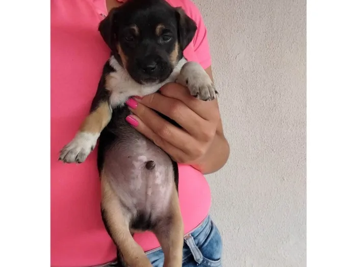 Cachorro ra a Indefinido idade Abaixo de 2 meses nome Espetinho