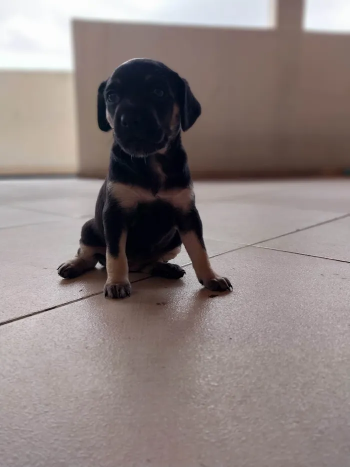 Cachorro ra a Indefinido idade Abaixo de 2 meses nome Gucci