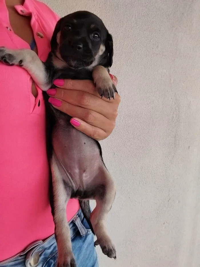 Cachorro ra a Indefinido idade Abaixo de 2 meses nome Gucci