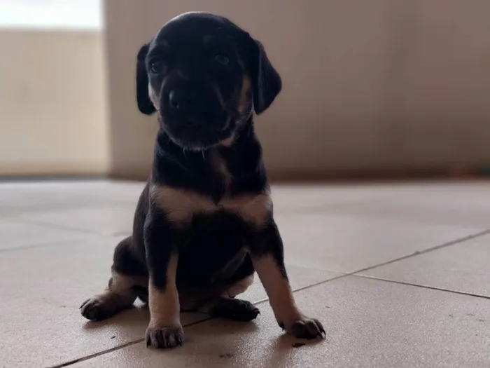 Cachorro ra a Indefinido idade Abaixo de 2 meses nome Gucci