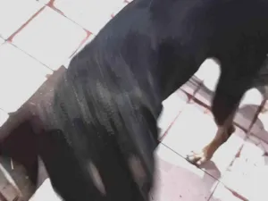 Cachorro raça Srd idade 4 anos nome Não tem 