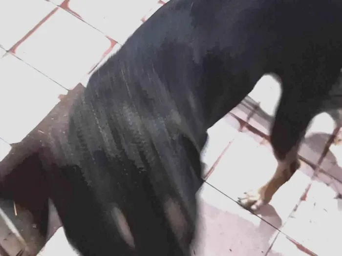 Cachorro ra a Srd idade 4 anos nome Não tem 