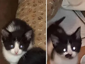 Gato raça  idade 2 a 6 meses nome Macho e Fêmea 
