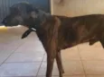 Pantero