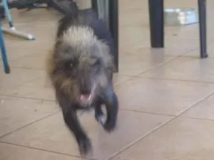 Cachorro raça SRD-ViraLata idade 2 anos nome Kion 