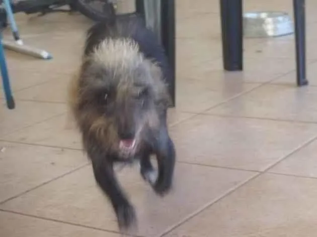 Cachorro ra a SRD-ViraLata idade 2 anos nome Kion 