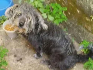 Cachorro raça SRD-ViraLata idade 6 ou mais anos nome Miss Moon
