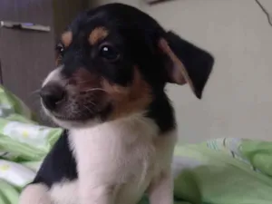 Cachorro raça SRD-ViraLata idade Abaixo de 2 meses nome Mascara