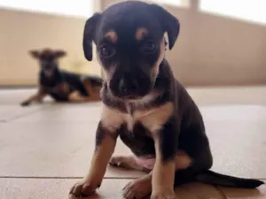 Cachorro raça Indefinido idade Abaixo de 2 meses nome Jade