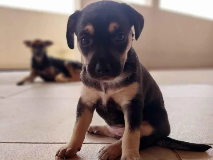 Cachorro ra a Indefinido idade Abaixo de 2 meses nome Jade