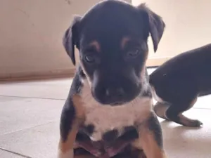 Cachorro raça Indefinido idade Abaixo de 2 meses nome Espetinho