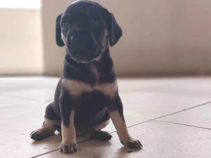 Cachorro ra a Indefinido idade Abaixo de 2 meses nome Gucci