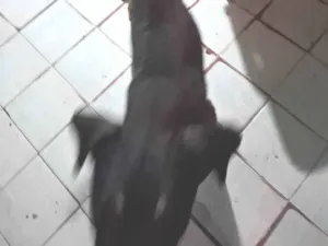 Cachorro raça Srd vira lata idade 4 anos nome Não tem 