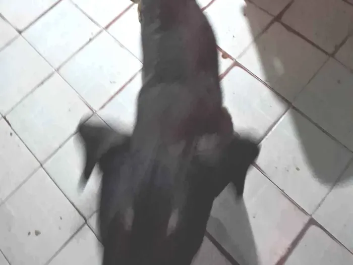 Cachorro ra a Srd vira lata idade 4 anos nome Não tem 