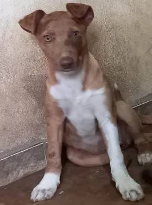Cachorro raça SRD idade 2 a 6 meses nome BIBA