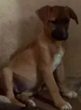 Cachorro raça SRD idade 2 a 6 meses nome SISI
