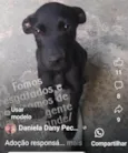 Cachorro raça SRD idade 2 a 6 meses nome VIC