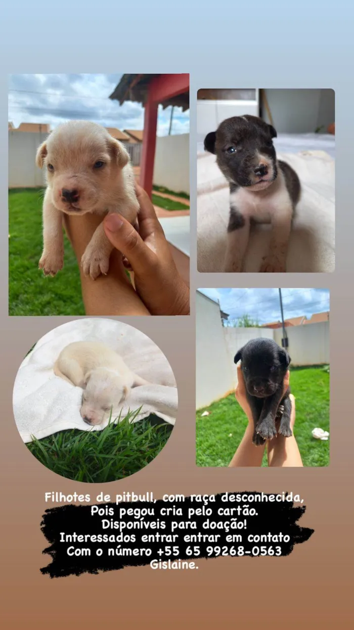 Cachorro raça mãe é petbull o pai raça desconhecida  idade Abaixo de 2 meses nome são 11 filhotes 