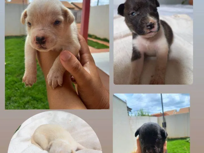Cachorro raça mãe é petbull o pai raça desconhecida  idade Abaixo de 2 meses nome são 11 filhotes 