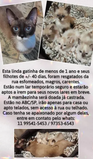 Gato raça Srd idade Abaixo de 2 meses nome Mamãe e filhotes
