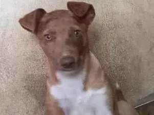 Cachorro raça SRD idade 2 a 6 meses nome BIBA