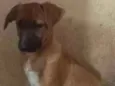 Cachorro raça SRD idade 2 a 6 meses nome SISI