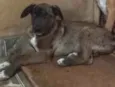 Cachorro raça SRD idade 2 a 6 meses nome DUDA