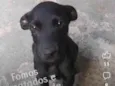 Cachorro raça SRD idade 2 a 6 meses nome VIC