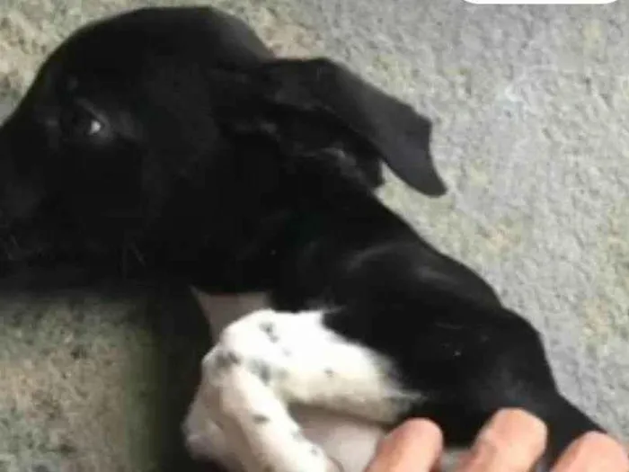 Cachorro raça SRD idade 2 a 6 meses nome ROY