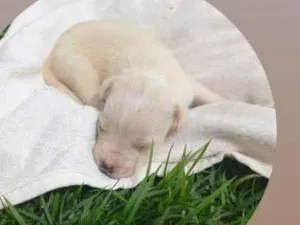 Cachorro raça mãe é petbull o pai raça desconhecida  idade Abaixo de 2 meses nome são 11 filhotes 
