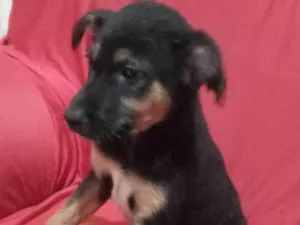Cachorro raça SRD-ViraLata idade 2 a 6 meses nome Pretinho 